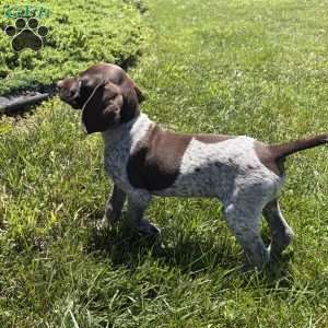 Wayland, German Shorthaired Pointer Puppy